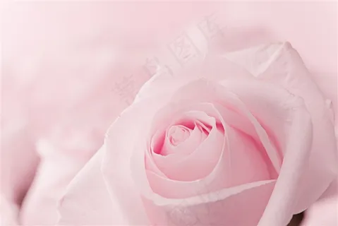唯美清新盛开的粉玫瑰高清图片 唯美清新盛开的粉玫瑰高清图片