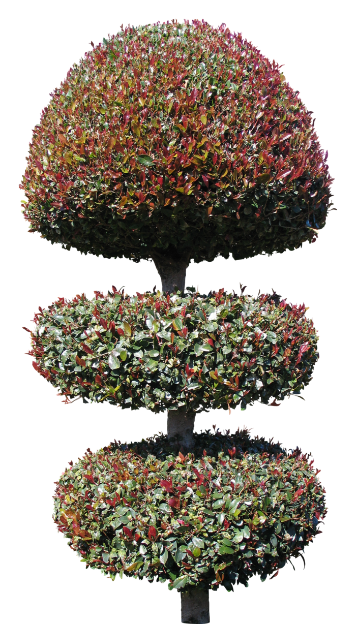 高清树木素材 免抠PSD植物素材 美术绘画园林贴图 树草灌木花草