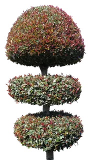 高清树木素材 免抠PSD植物素材 美术绘画园林贴图 树草灌木花草