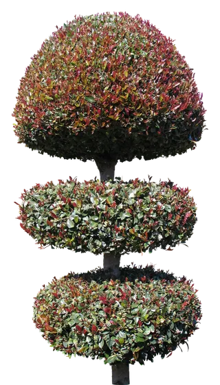 高清树木素材 免抠PSD植物素材 美术绘画园林贴图 树草灌木花草