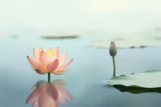 简约雾面荷花池塘背景