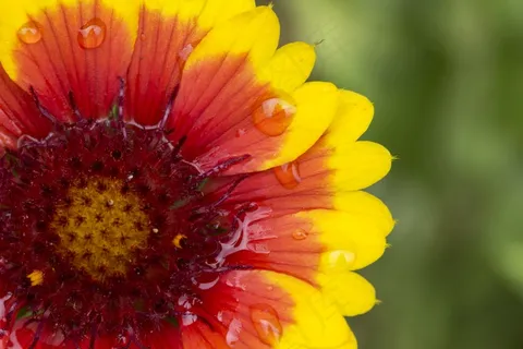 雨后花朵近景特写图片 雨后花朵近景特写图片