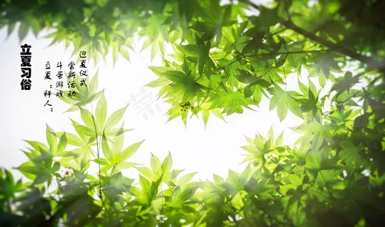 立夏习俗图片 立夏习俗图片
