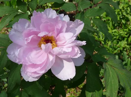 灌木牡丹花图片 灌木牡丹花图片