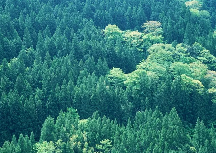 森林树木森林素材