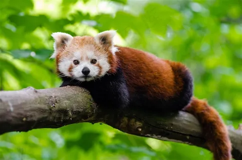 可爱的小熊猫图片 可爱的小熊猫图片