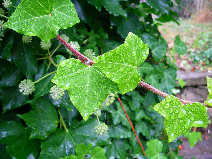 风景 露水 素材拍摄 (62)