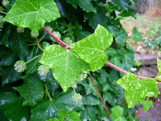 风景 露水 素材拍摄 (62)