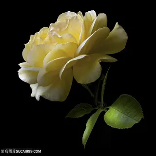 超高清月季花微距摄影鲜花图片