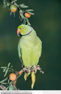 绿色的鸟 绿色的鸟