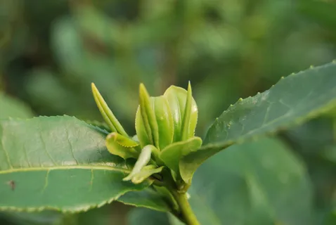 如花的茶芽图片 如花的茶芽图片