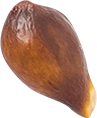 04_Pear Seed