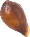 04_Pear Seed