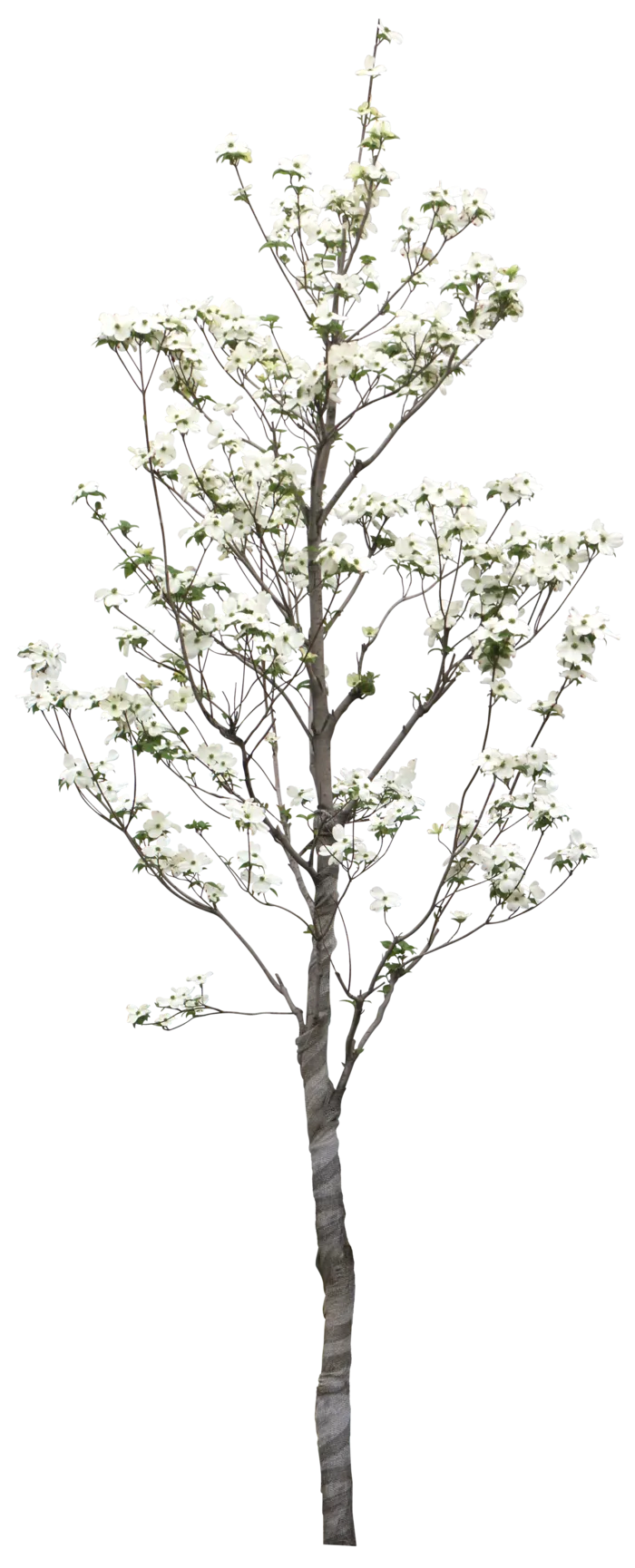 高清树木素材 免抠PSD植物素材 美术绘画园林贴图 树草灌木花草