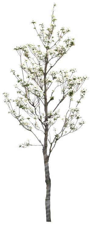 高清树木素材 免抠PSD植物素材 美术绘画园林贴图 树草灌木花草