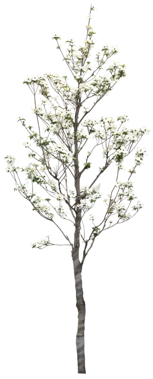 高清树木素材 免抠PSD植物素材 美术绘画园林贴图 树草灌木花草