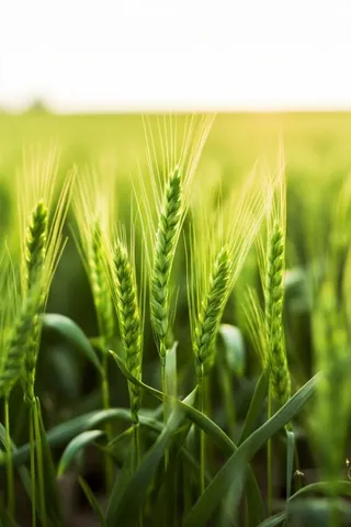 小麦麦穗稻穗摄影图素材背景