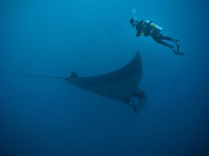 深海潜水员与蝠鲼图片