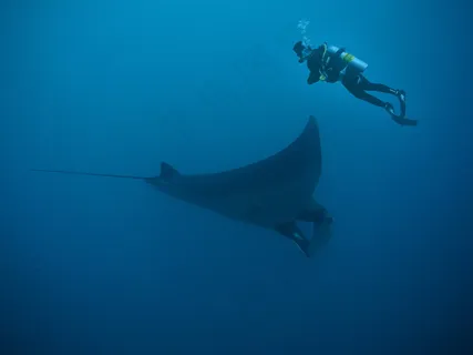 深海潜水员与蝠鲼图片