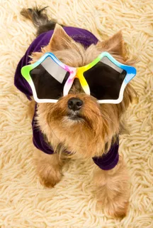 宠物狗狗图片下载 宠物狗狗图片下载