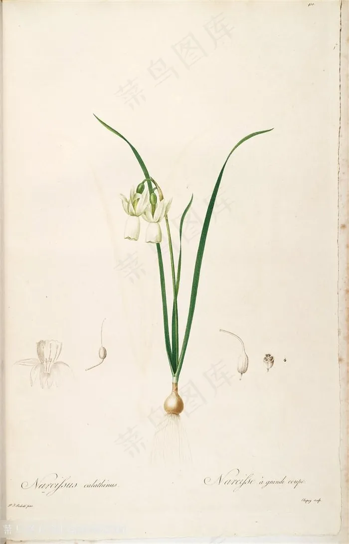 雷杜德原版高清唯美花卉花草图谱插画