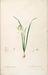雷杜德原版高清唯美花卉花草图谱插画 雷杜德原版高清唯美花卉花草图谱插画