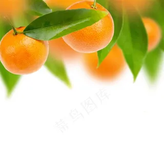 素食好吃的桔子素材图片