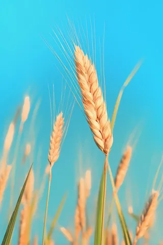 小麦蓝色虚化背景