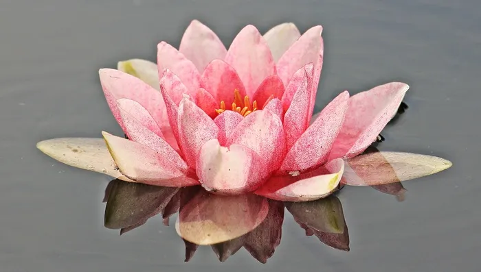 鲜花图片背景