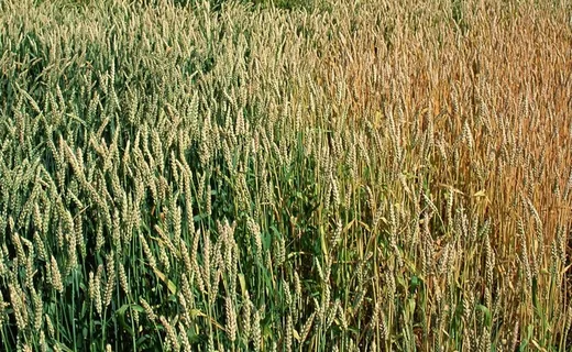 黄绿渐变的麦田图片