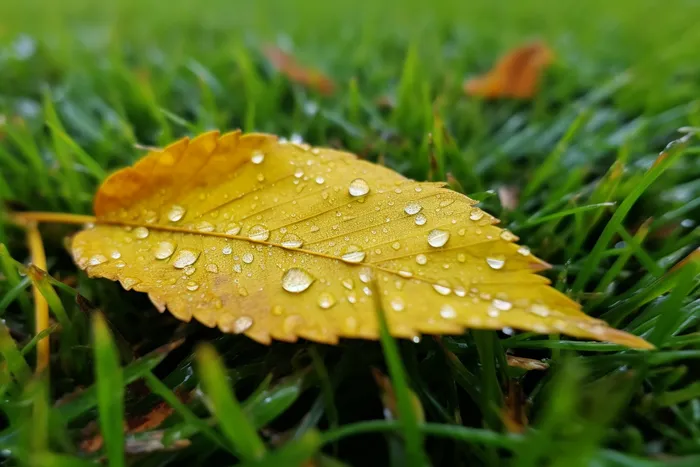 清晨草地上的黄叶落叶的露珠摄影图