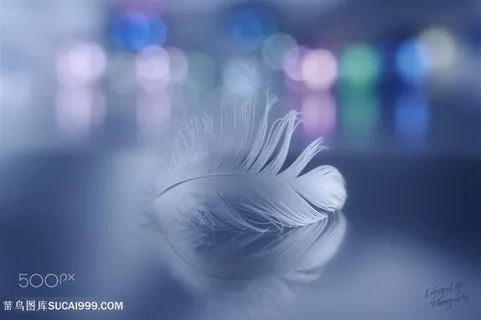 高清唯美白色羽毛图片 高清唯美白色羽毛图片
