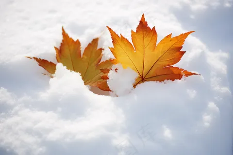 雪地里的枫叶白雪雪景摄影图
