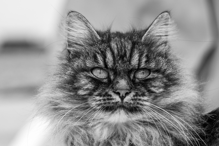 可爱猫咪猫猫摄影素材