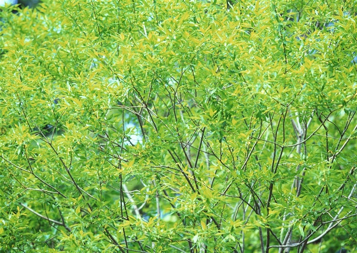 树木风景美丽的jpg素材