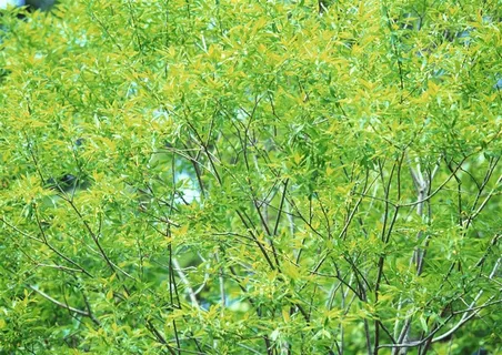 树木风景美丽的jpg素材 树木风景美丽的jpg素材