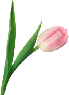 免抠好看的花朵图片