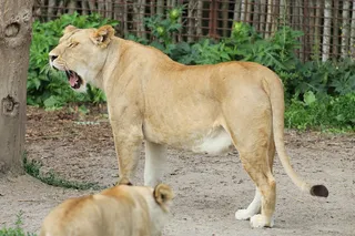 狮子动物园动物森林野生设计素材