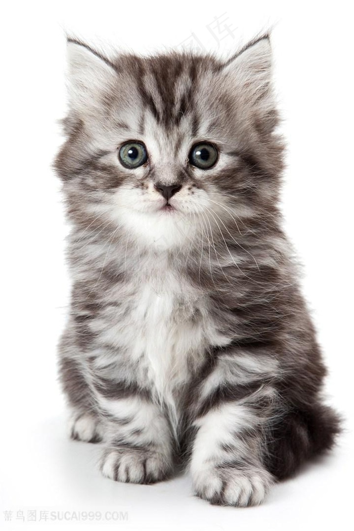 萌萌的波斯猫图片