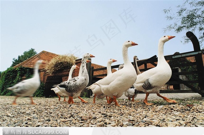 一起出发的鸭子