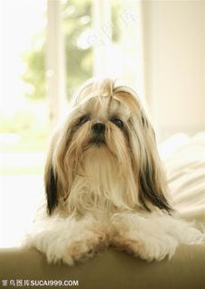 可爱狗狗-沙发上的西施犬