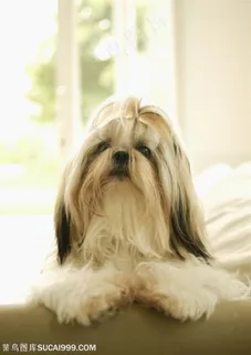 可爱狗狗-沙发上的西施犬