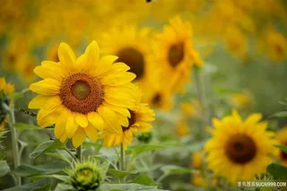 满园的向日葵
