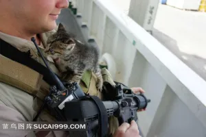 拿枪的士兵和怀里的猫