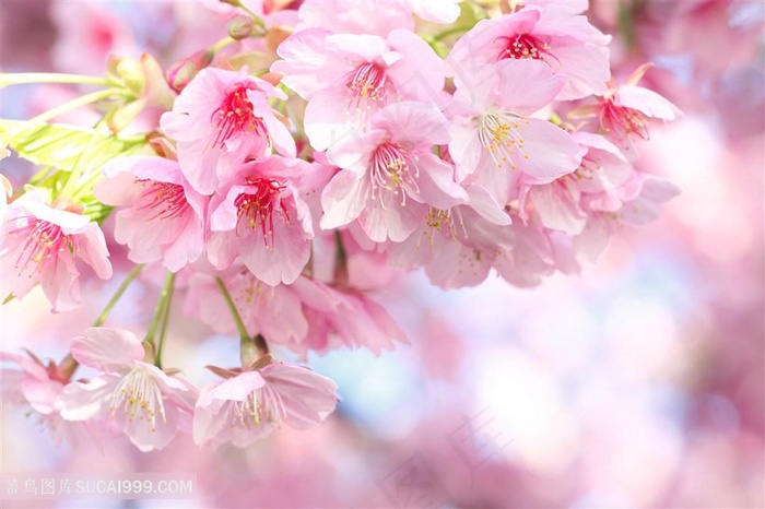 高清唯美樱花鲜花图片