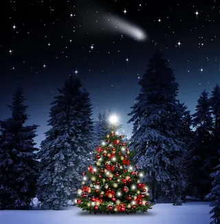 一颗漂亮的圣诞树