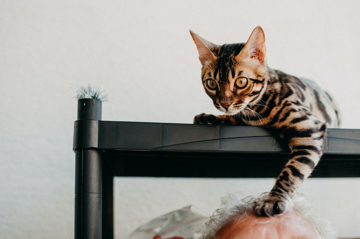 可爱猫咪猫猫摄影素材