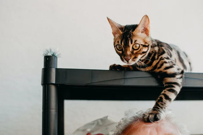 可爱猫咪猫猫摄影素材