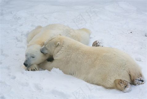 两头躺着的北极熊图片