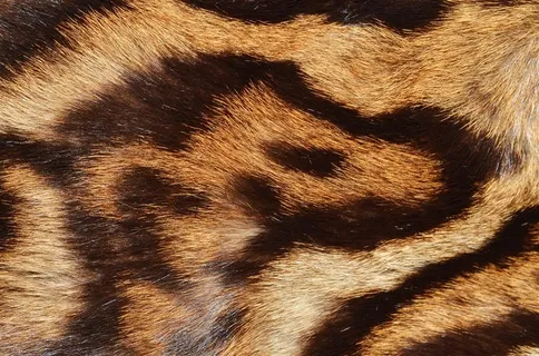 老虎毛笔纹理背景素材 老虎毛笔纹理背景素材